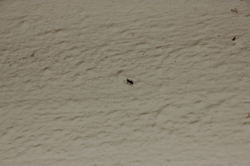 iNaturalist observation photo of Ants