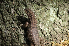 Leiocephalus carinatus