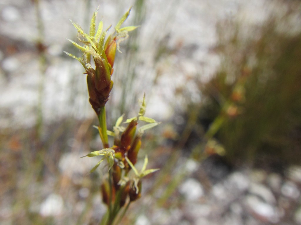 Tetraria pillansii