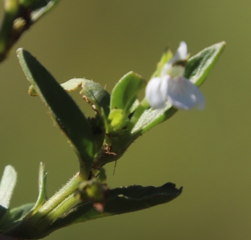 Justicia anagalloides image