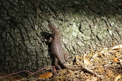 Leiocephalus carinatus