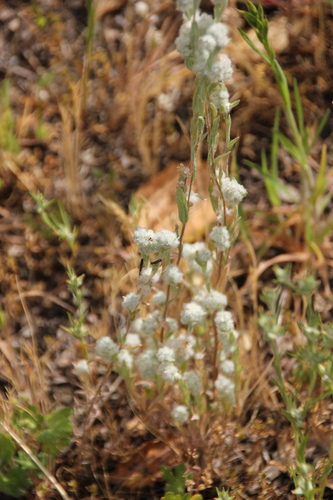 iNaturalist observation photo of Q-tips