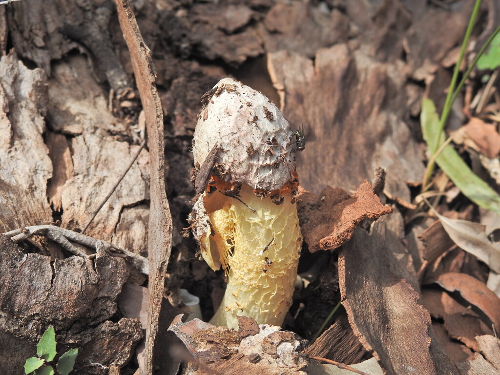 Phallus multicolor · April 2026 · photo: © scottwgavins (iNaturalist, cc-by)