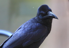 Corvus macrorhynchos culminatus