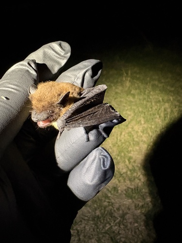 Evening Bat observed by euderma12