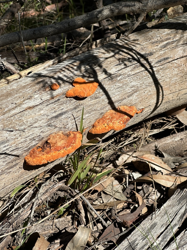 Trametes coccinea · March 2026 · photo: © sid_miller (iNaturalist, cc-by-nc)