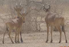 Alcelaphus buselaphus major
