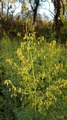 Thalictrum fendleri polycarpum