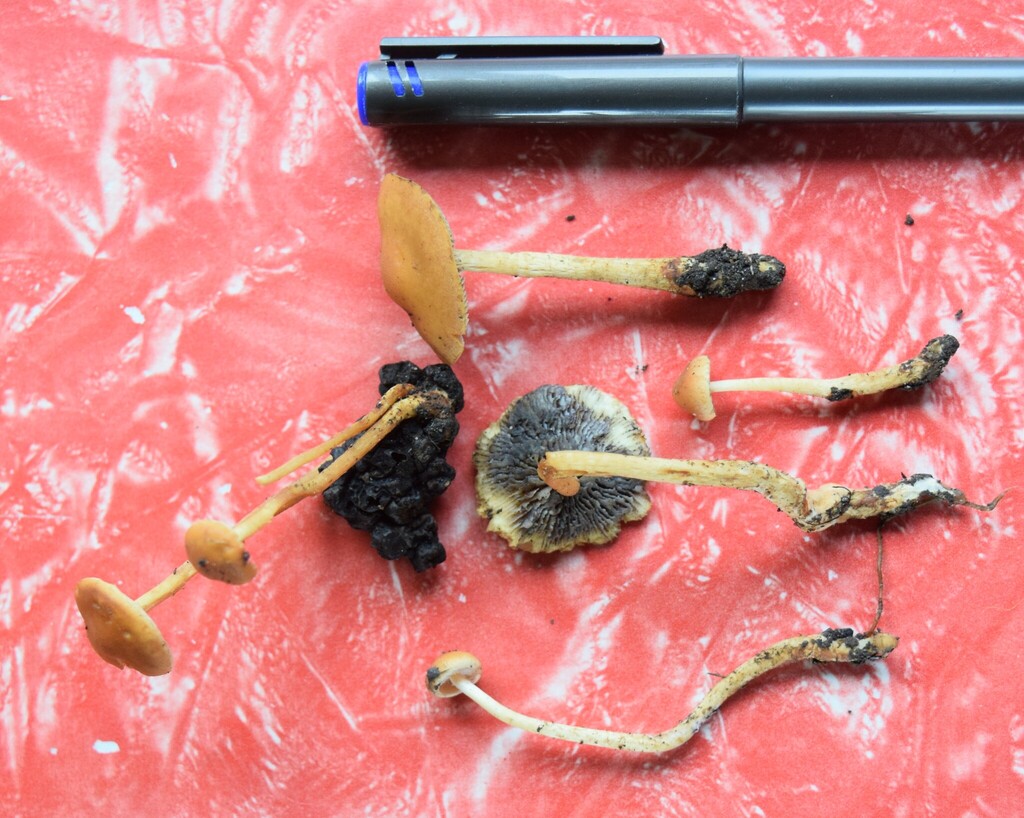 Hypholoma tuberosum