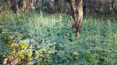 Thalictrum fendleri polycarpum