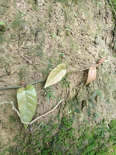 Ficus sagittata observed 2026-04-16
