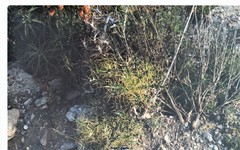 Ptilostemon hispanicus