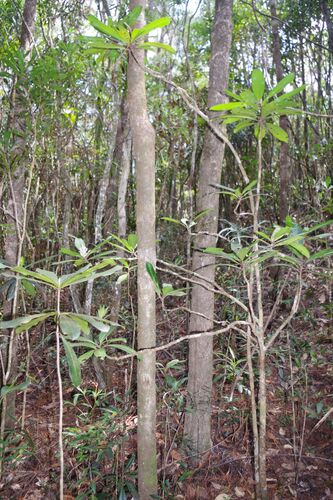 Tapeinosperma lenormandii observed 2025-10-28