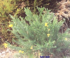 Adenocarpus decorticans