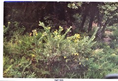 Adenocarpus decorticans