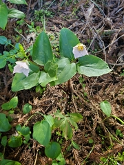 Pseudotrillium rivale