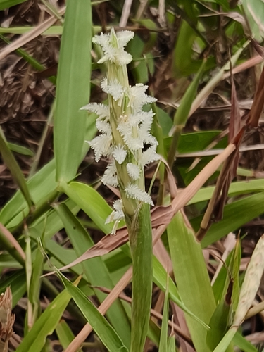 Ischaemum muticum observed 2026-04-17