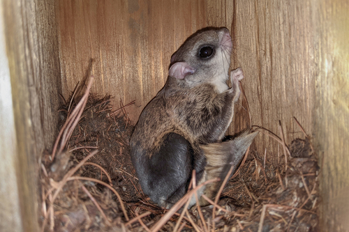 Southern Flying Squirrel observed by kristofz