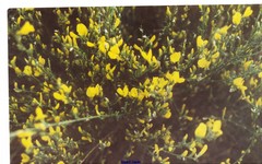 Genista spartioides
