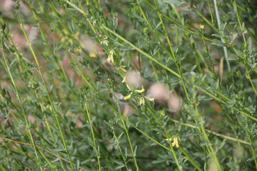 iNaturalist observation photo of deerweed