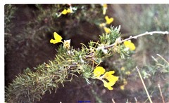 Adenocarpus decorticans