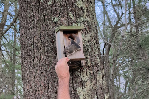 Southern Flying Squirrel observed by kristofz