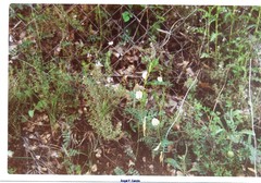 Vicia lutea