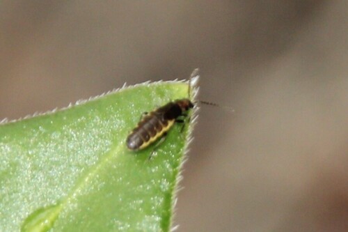 iNaturalist observation photo of Beetles