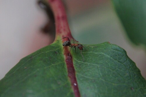iNaturalist observation photo of Wood, Mound, and Field Ants