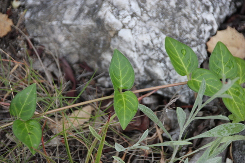 iNaturalist observation photo of greater periwinkle