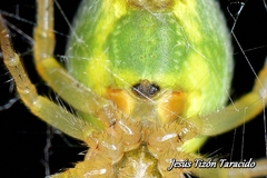 Araniella opisthographa