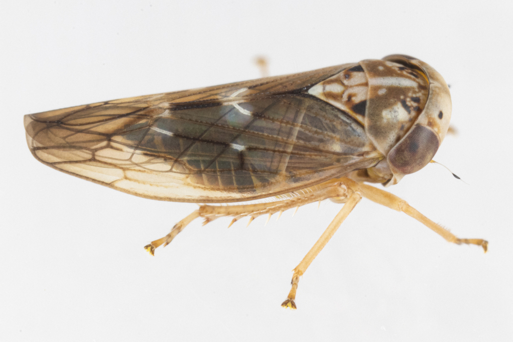 Idiocerus apache