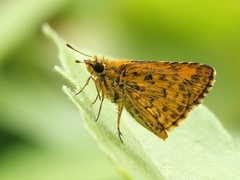 Ampittia dioscorides camertes