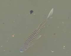 Brycinus macrolepidotus
