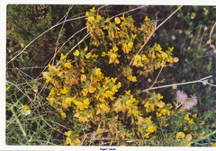 Galactites tomentosus