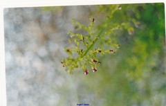 Scrophularia crithmifolia