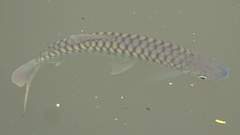 Brycinus macrolepidotus