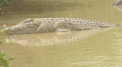 Crocodylus suchus