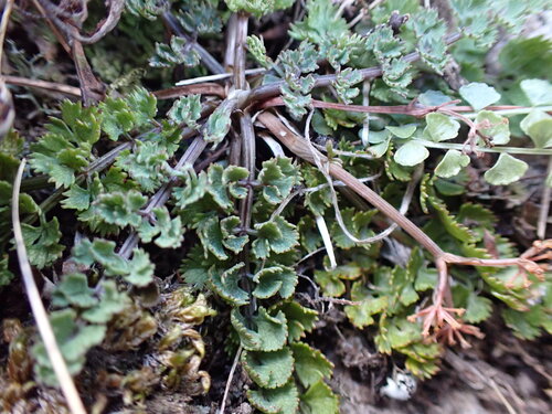 Gingidia enysii, 2026-04-16