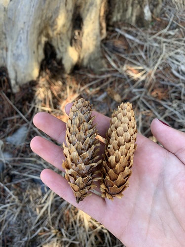 Engelmann spruce (Picea engelmannii)