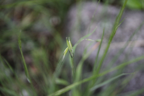 iNaturalist observation photo of Oats