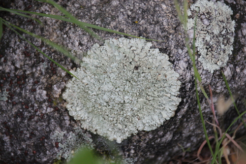 iNaturalist observation photo of rock shield lichens