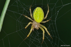 Araniella opisthographa