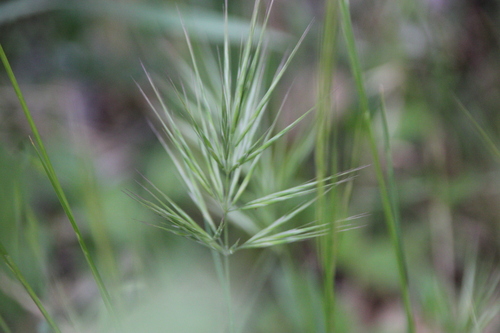 iNaturalist observation photo of bromes