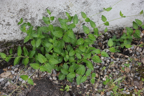 iNaturalist observation photo of greater periwinkle