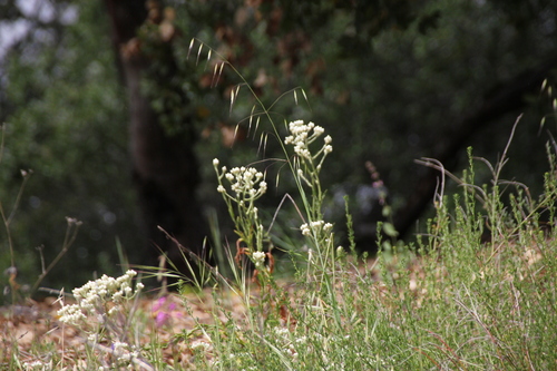 iNaturalist observation photo of Oats