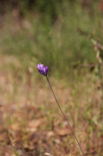 iNaturalist observation photo of blue dicks