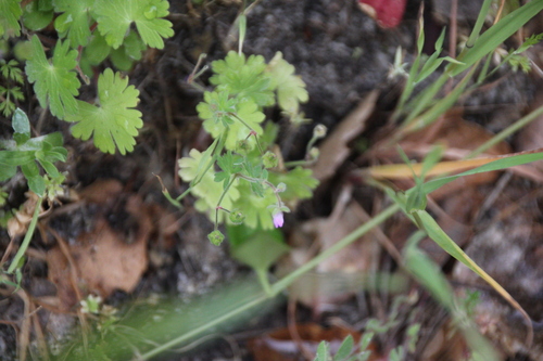 iNaturalist observation photo of geraniums and cranesbills