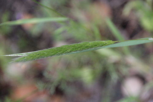 iNaturalist observation photo of Gastridium