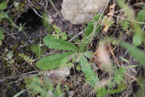 iNaturalist observation photo of Cat's-Ears